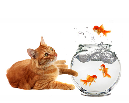 cat-and-fish